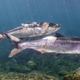 A photo of sockeye salmon with lesions suffered during the Pacific Northwest heat wave.